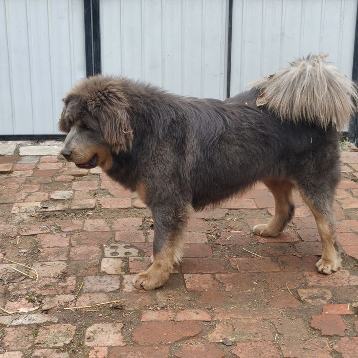 Кобель тибетського мастифа