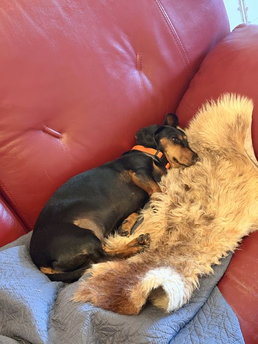 Pet Sitting em quinta familiar | Seu Pet com amor e liberdade