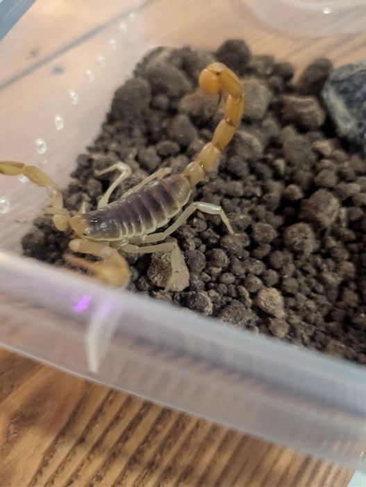 Duży skorpion pustynny Hadrurus arizonensis