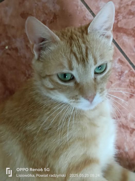 4 piękne 3-miesięczne koty szukają domu