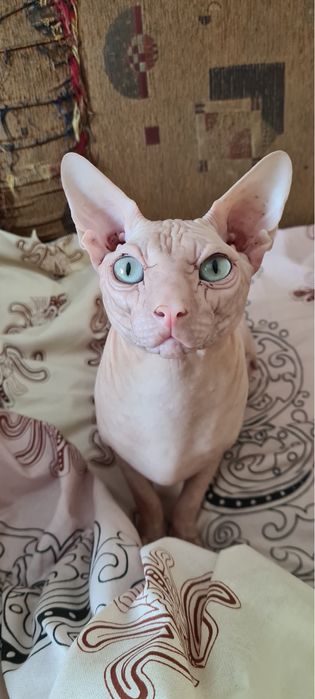 Вязка сфинксов (самый лучший)