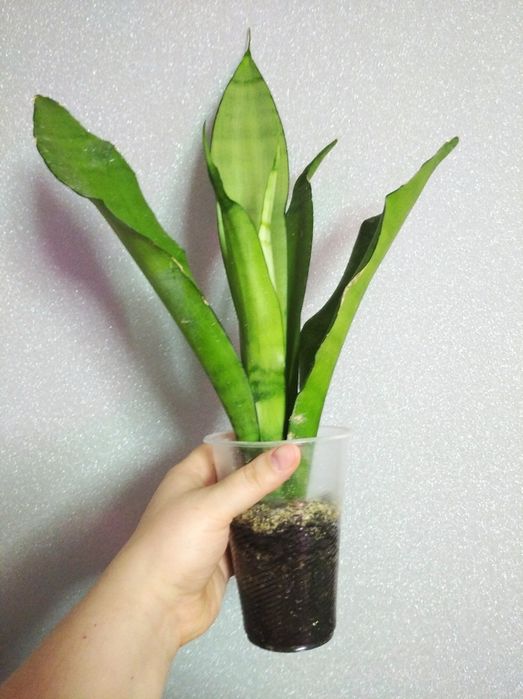 Сансев'єрії Муншайн