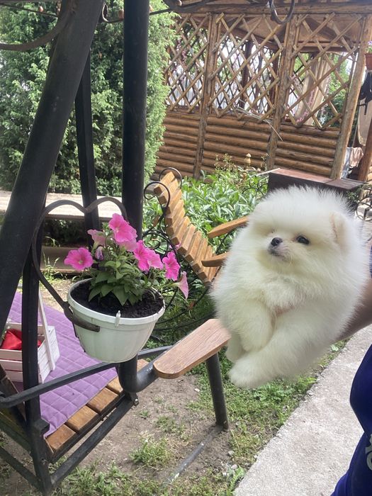 Красивый , белый Мальчик Мишка Померанский шпиц