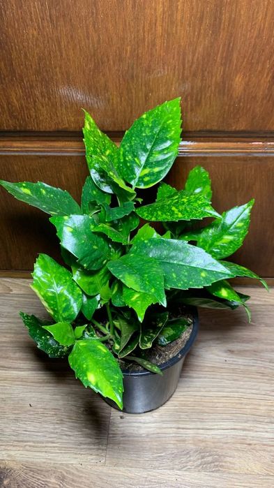 Аукуба  Японська