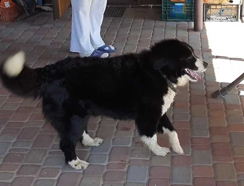 Собака в добрі руки | Добрий собака для дому та двору