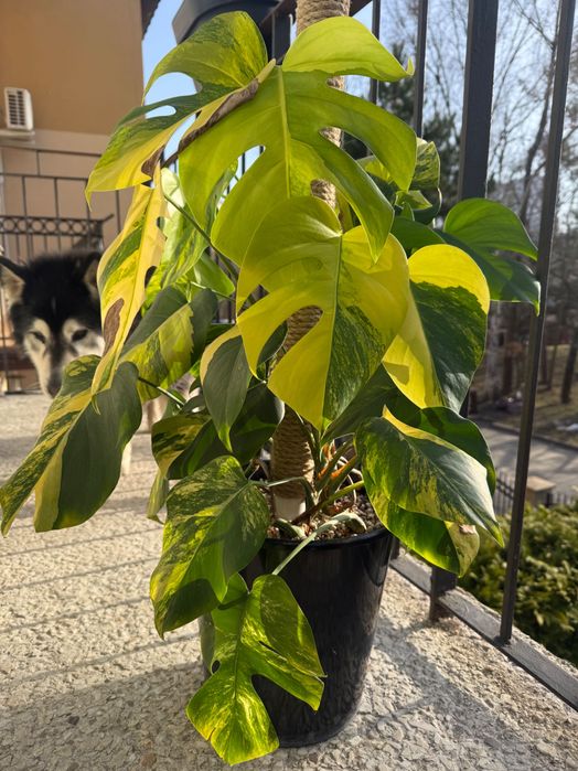 Monstera Marmorata - pedowki