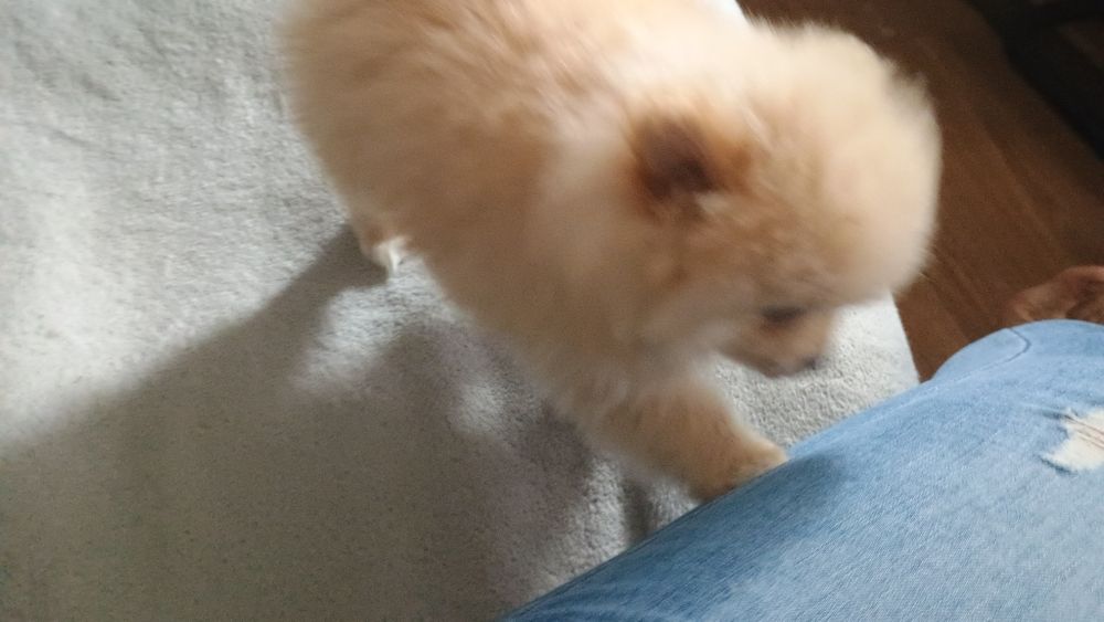 Szpic miniaturowy Pomeranian