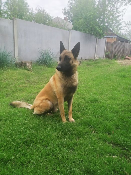 Бельгійська овчарка малінуа вязка