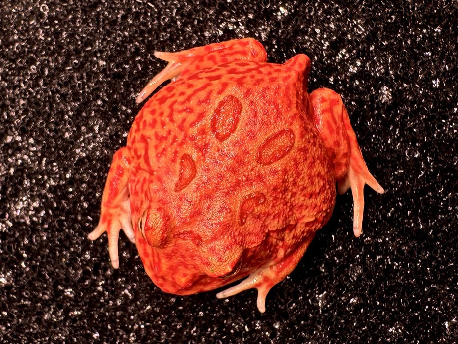 Żaby rogate Ceratophrys cornuta/cranwelli różne odmiany
