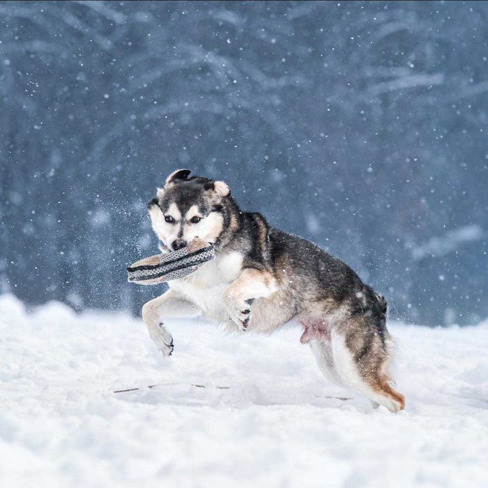 Łagodny Kordian - podaruj mu dom!