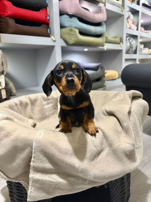 Teckel  menino  lindo