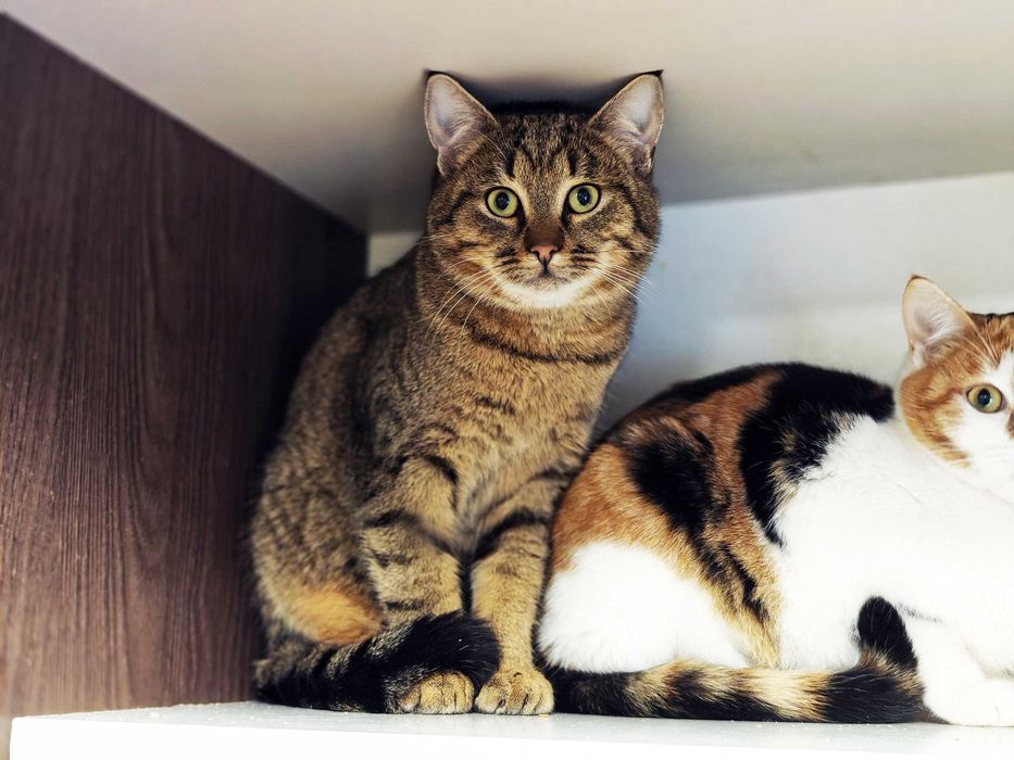 Смугастий котоДжмелик чудовий компаньйон! Коти кошеня кіт