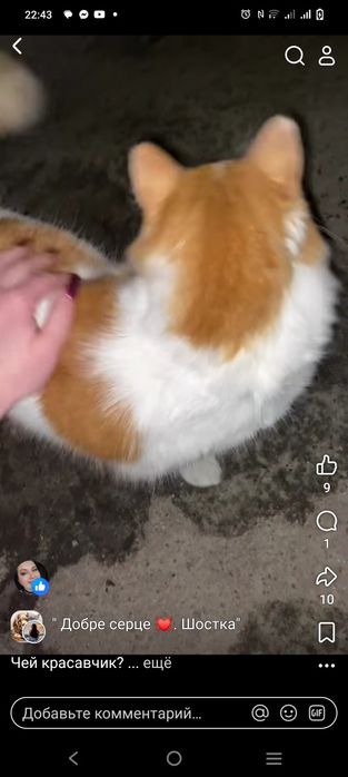 Котик в добрі руки