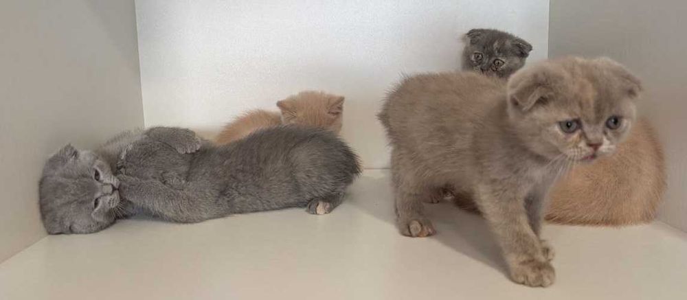 Шотландці породисті!!!