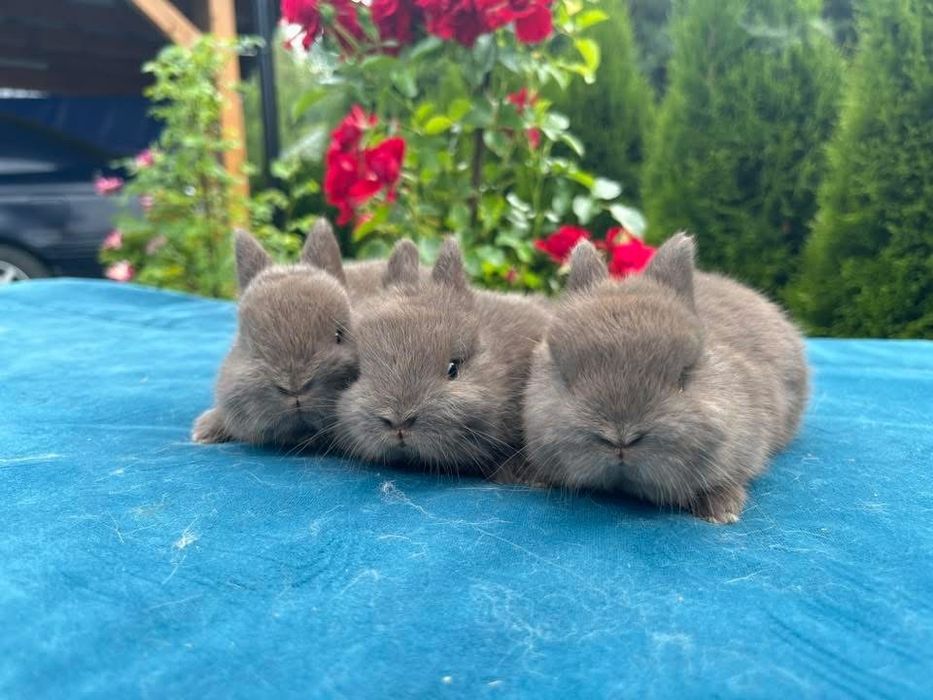 Karzełek Niderlandzki, Teddy, Mini Lop, Baranki Królik Króliki