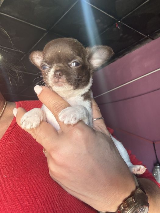 Menina  Chihuahua  lindissima “ de bolso.