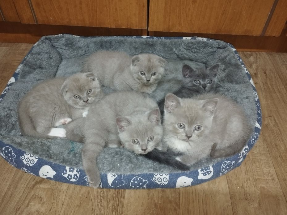 Шотландські кошенята шукають люблячу  сім'ю
