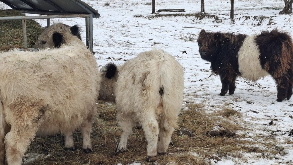 Odsadki galloway byczek i jalowka