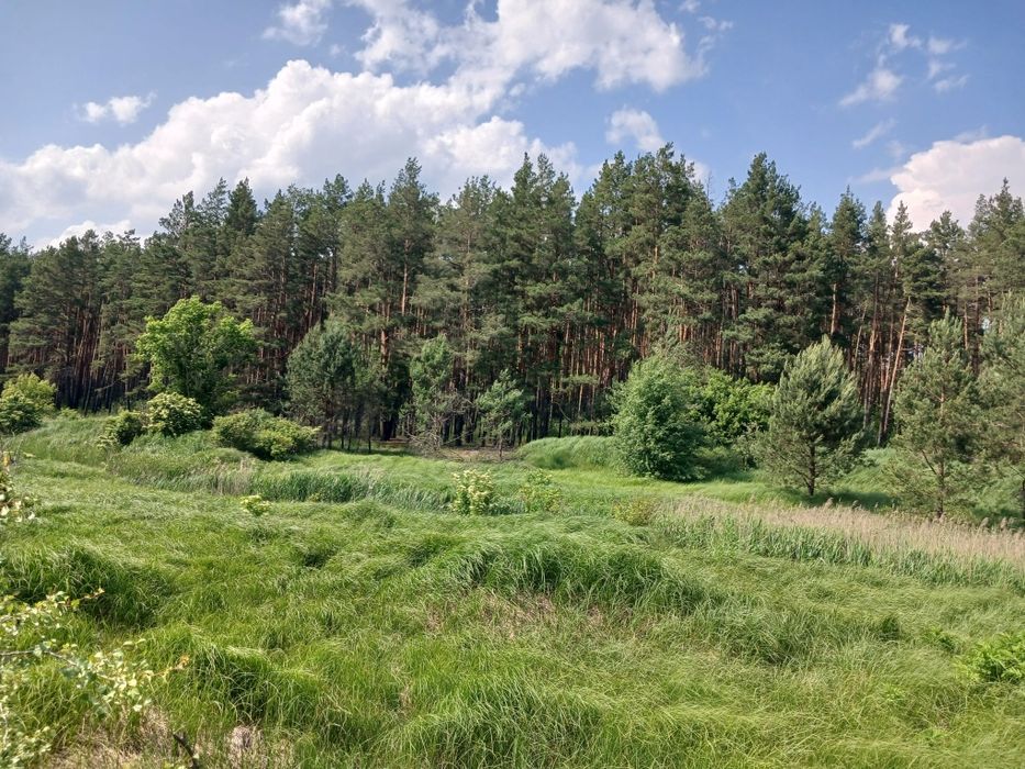 125 соток з соснами, власна водойма, прямий вихід до лісу Мотижин