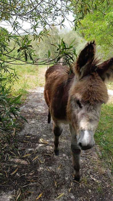 Burro manso, macho