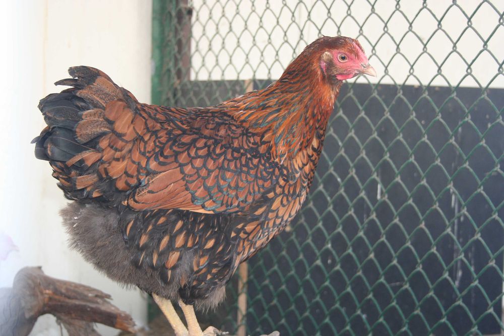 Jaja lęgowe wyandotte złote złotołuskowane.