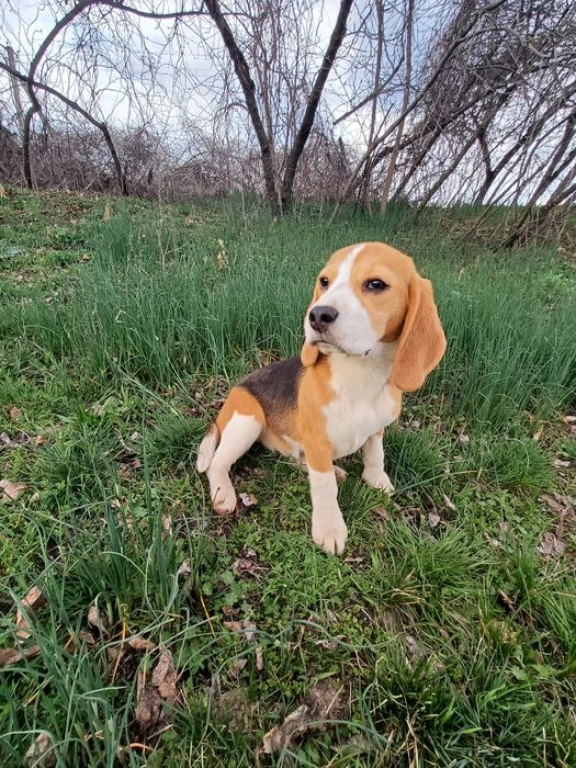 Біглята з документами кку