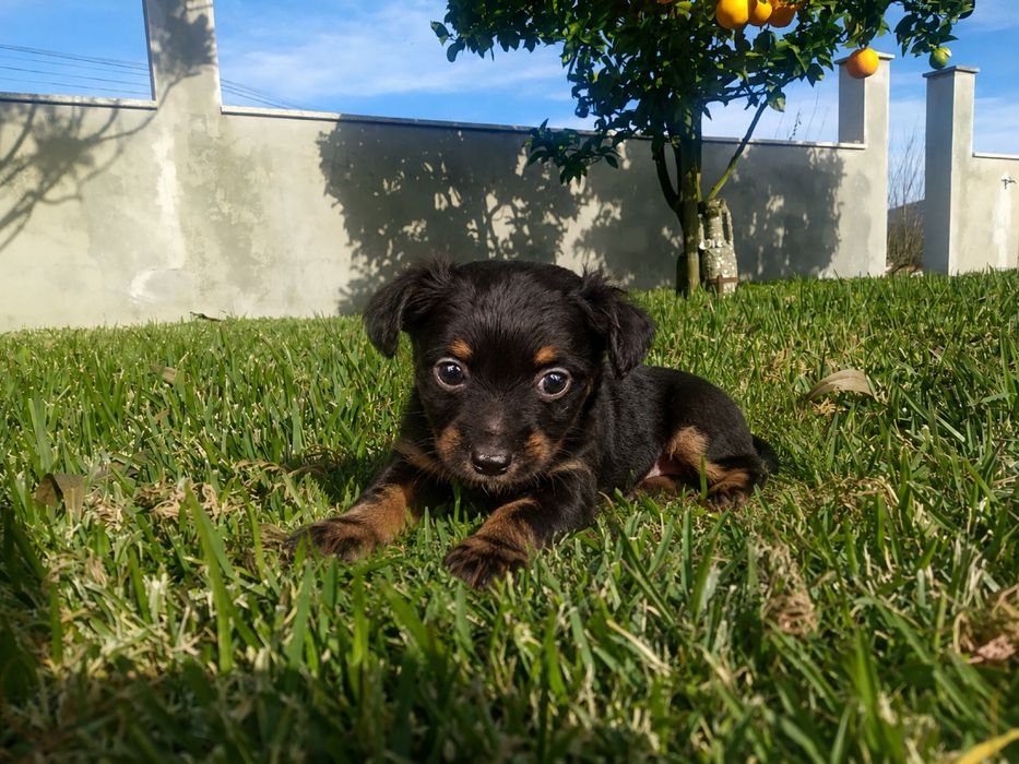 Macho Pinscher Miniatura