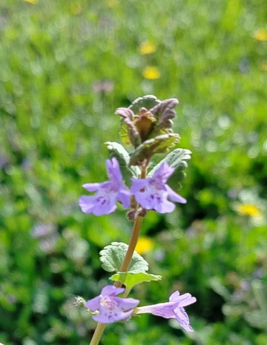 Bluszczyk kurdybanek