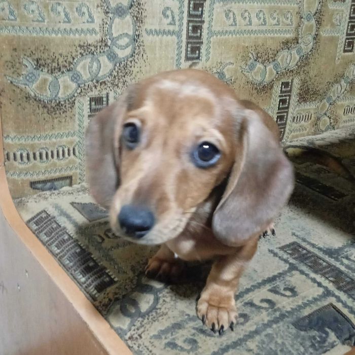 Бронь щенят мини таксы