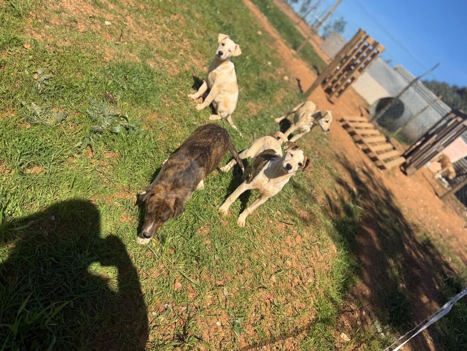 Cachorros /Caes pra doar