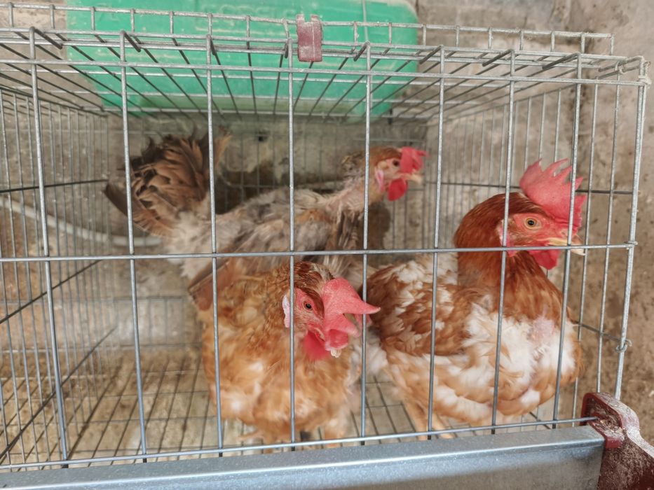 Galinhas ovos azuis
