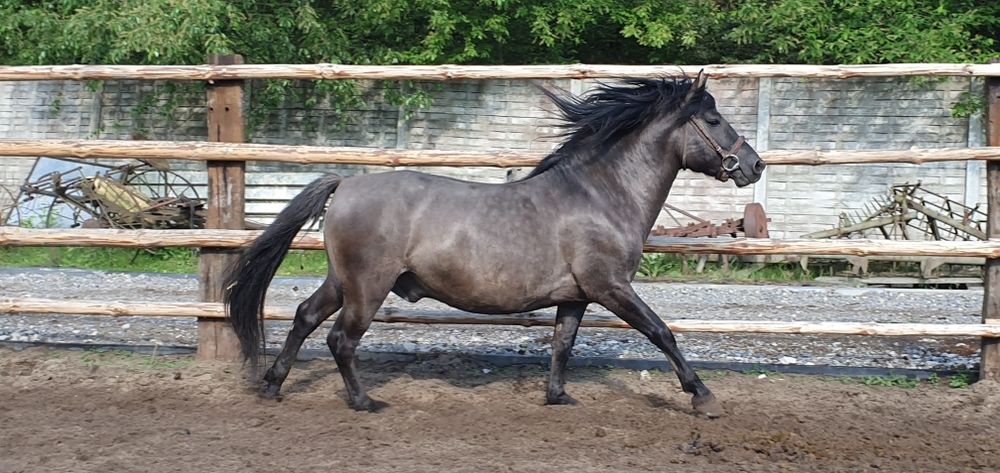 Konik Polski Ogier HANNYS