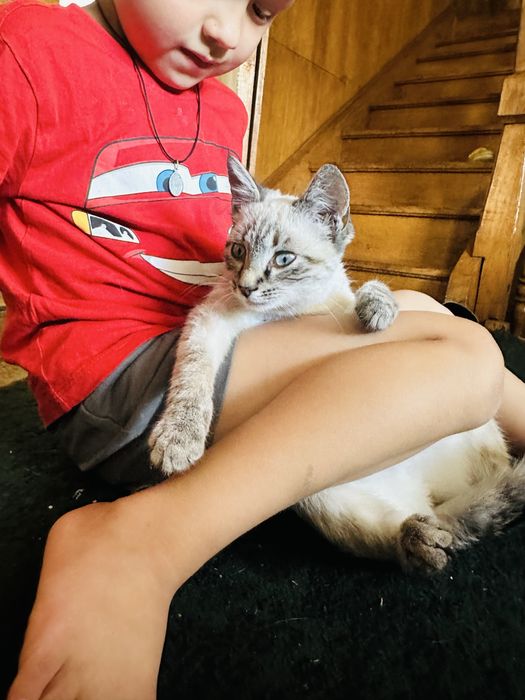 Кошеня відам в добрі руки