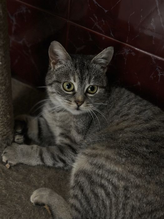 Кішка Наомі шукає новий дім