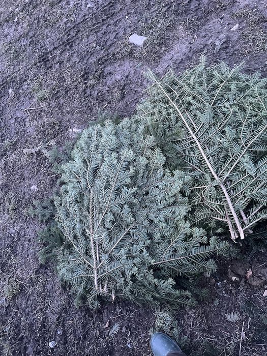 Gałęzie jodłowe !Stroisz jodłowy