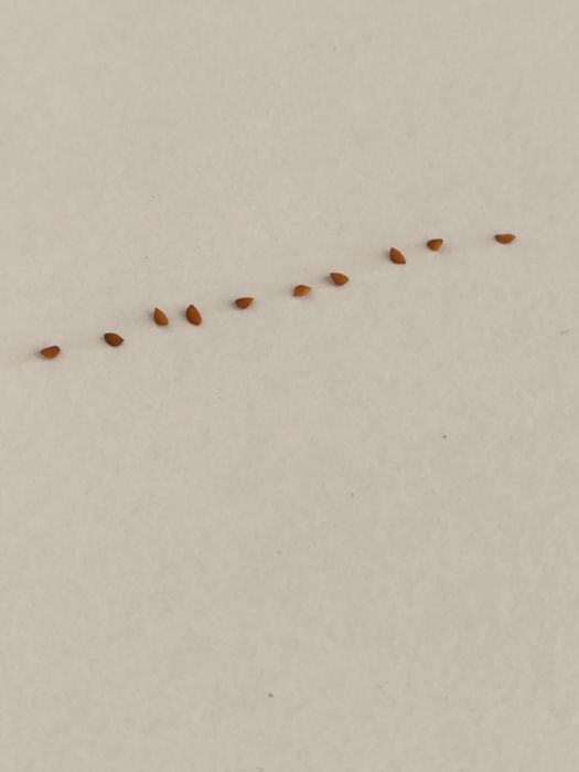 10 SEMENTES da planta Biophytum sensitivum