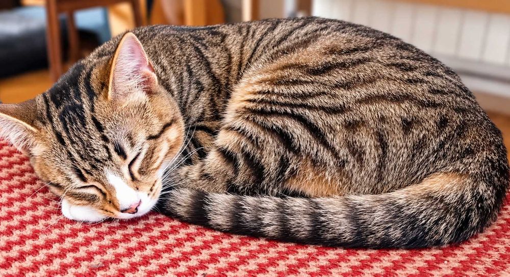 Uma cudowna kotka do adopcji