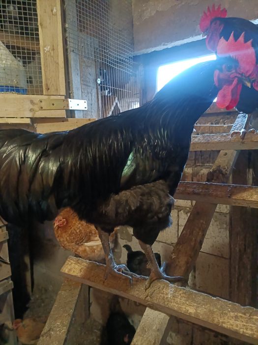 Koguty czubate.i. Giant Jersey