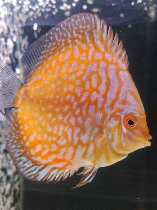 Discus nacionais