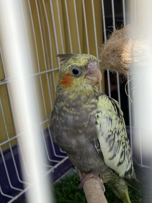 Caturra mansa com 2 meses