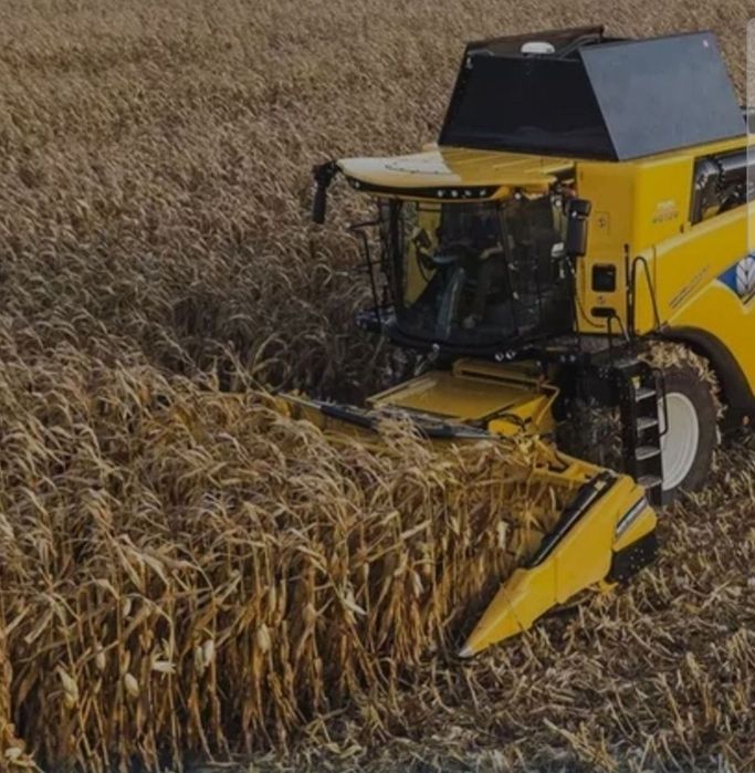 Usługa zbioru koszenia kukurydzy 500zl/ha  skup 685 netto