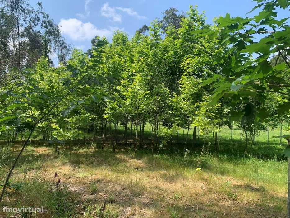 Quinta / propriedade agrícola, com nascente de agua - Aveiro