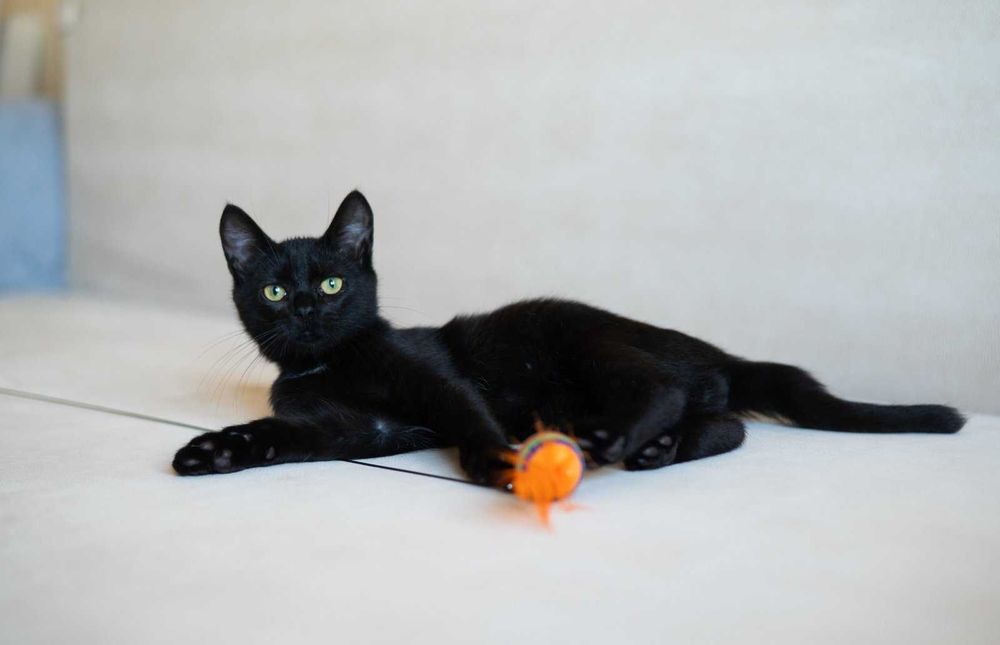 Ищет дом маленький котёнок мальчик!