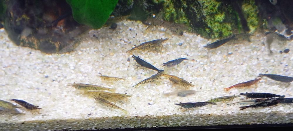 Descartes blue dream