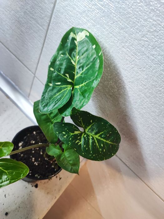 Syngonium Panda rosnąca sadzonka