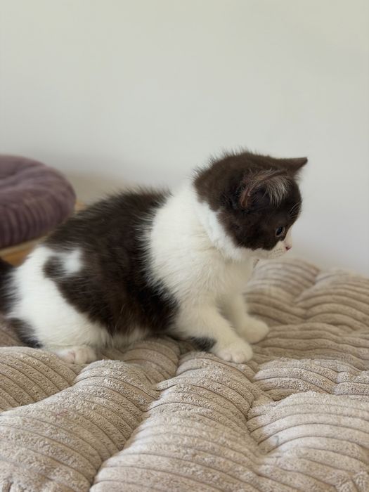 Fêmea British Shorthair com LOP