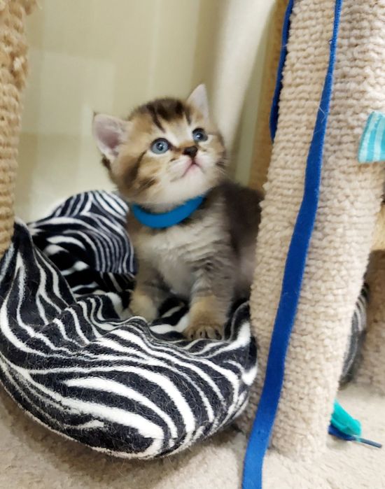 Золота Шиншила хлопчик