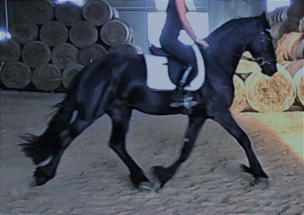 Venom ogier 170cm 3,5 kon fryz fryzyjski glowna ksiega stadna siodlo