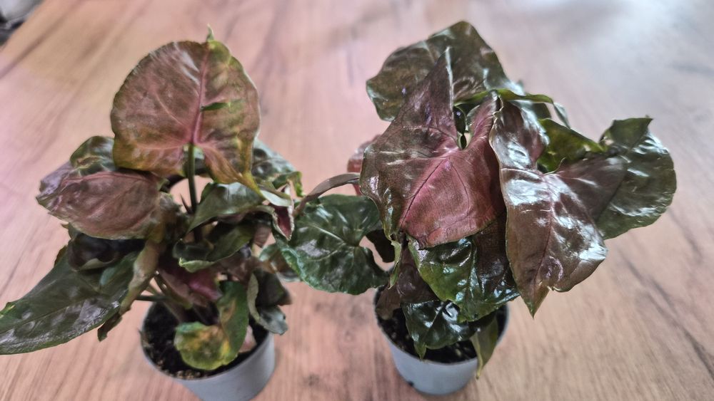 Syngonium Maria Allusion lub Neon Robusta