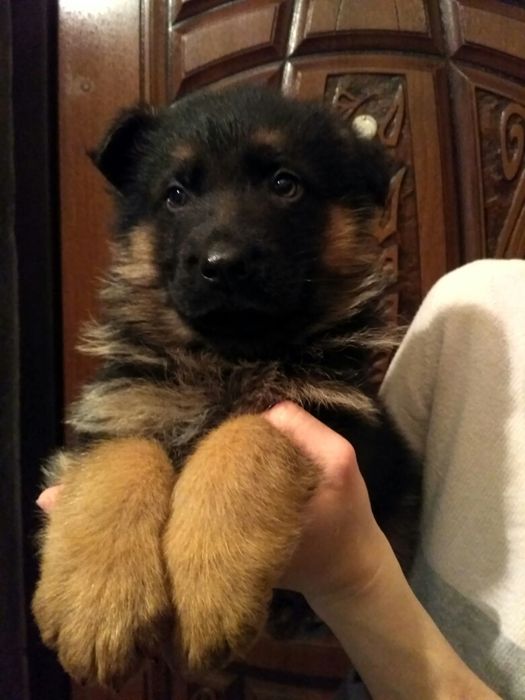 Продаєм щенят німецької вівчарки